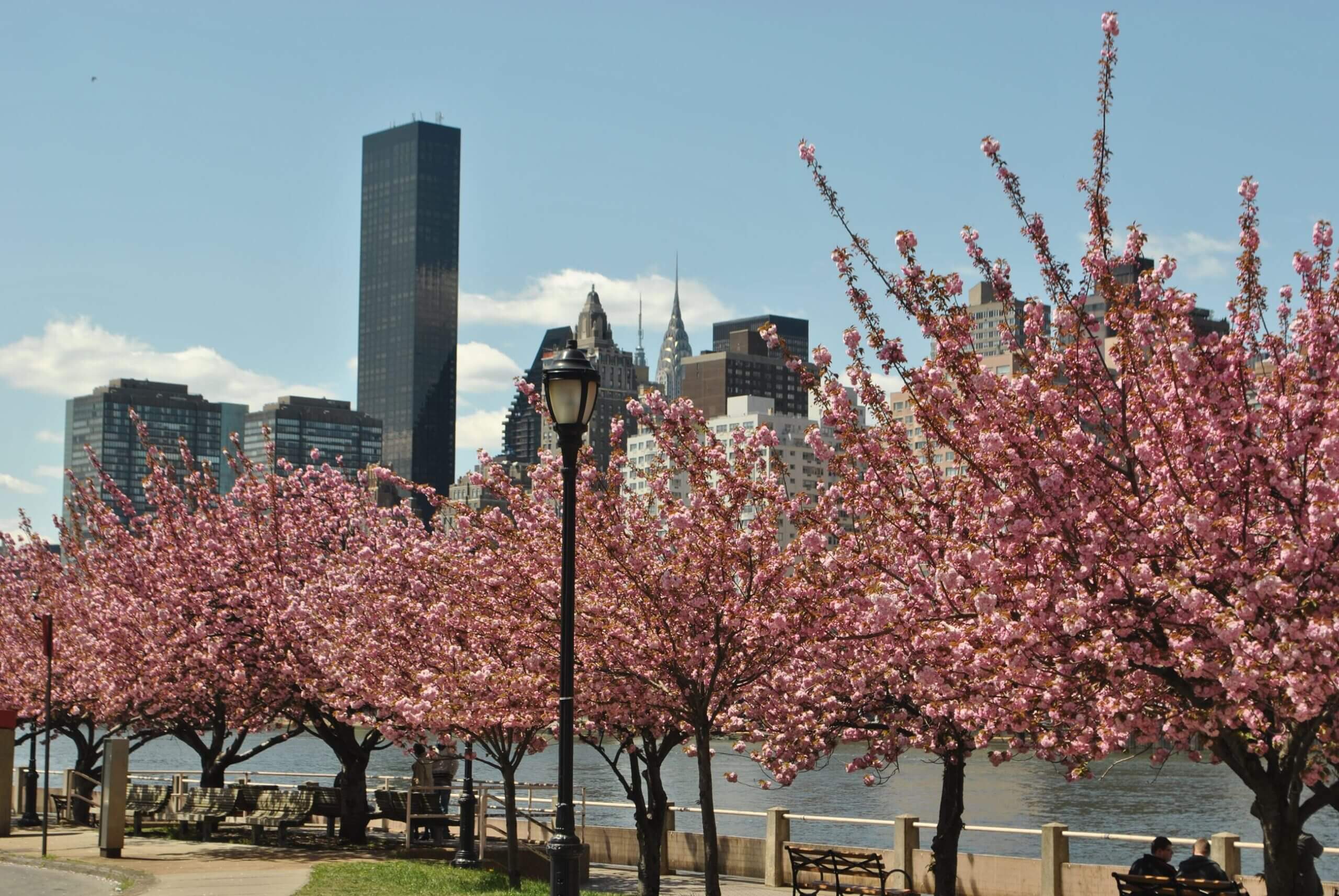 roosevelt island cherry blossom scaled 1