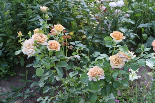 shutterstock 2154506755