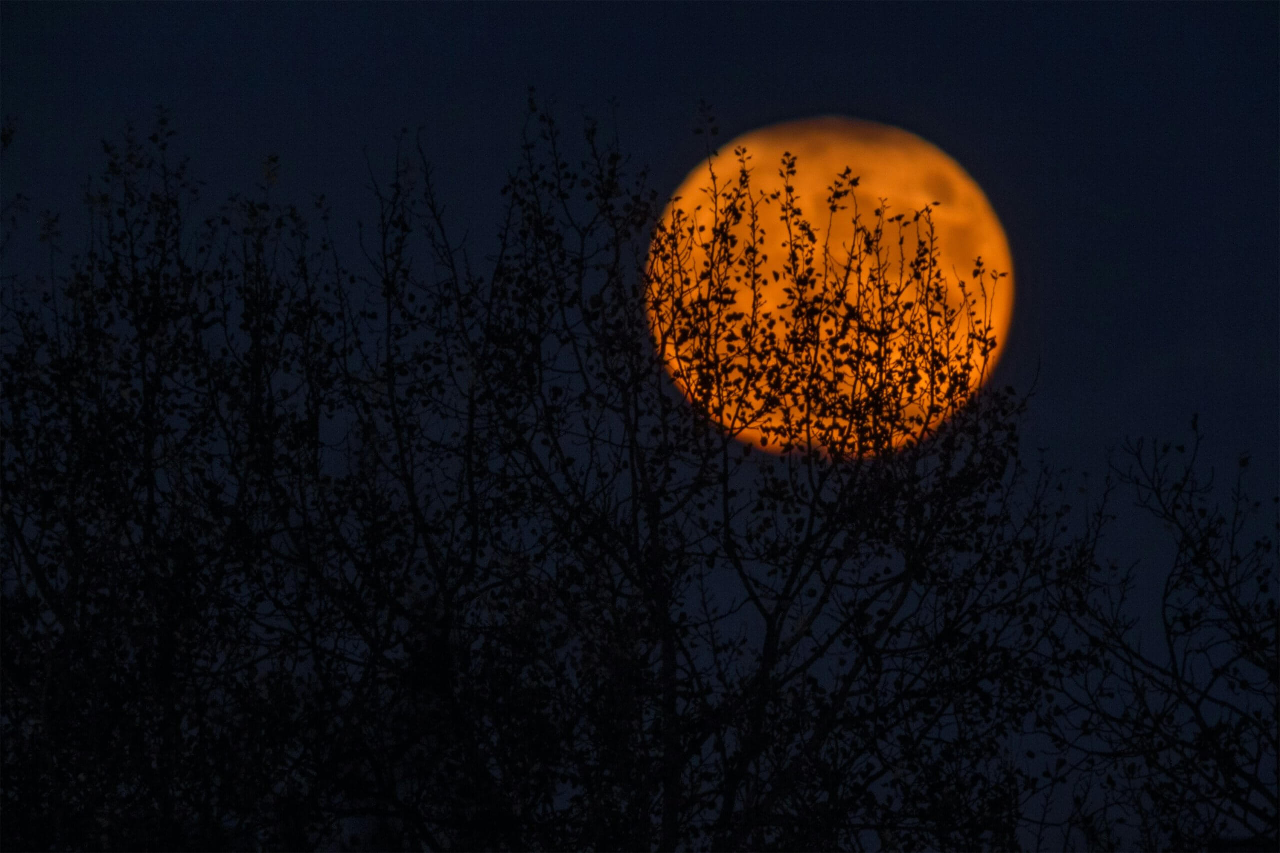 Carved Halloween pumpkins glowing in the dark